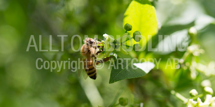 Biväxter - Benved (Eunomus europaeus)