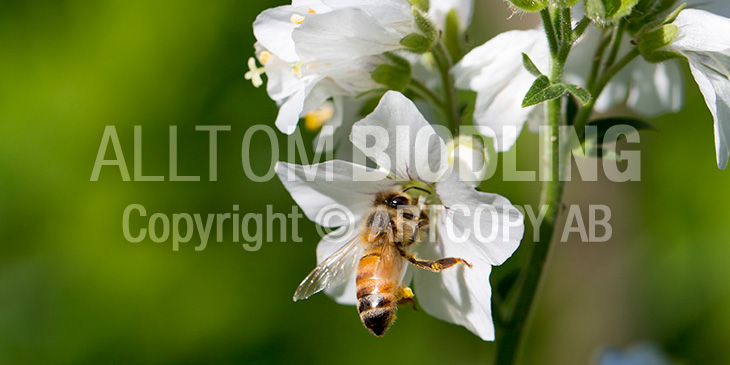 Biväxter - Blågull (Polemonium caeruleum)