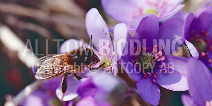 Biväxter - Blåsippa (Anemone hepatica syn. Hepatica nobilis)