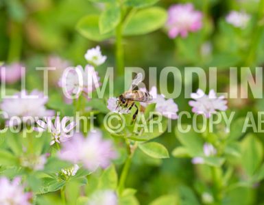 Biväxter - Doftklöver / Perserklöver (Trifolium resupinatum)