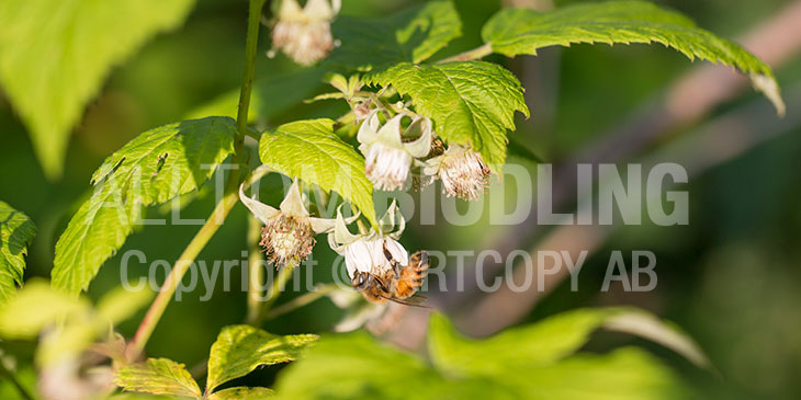Biväxter - Hallon (Rubus idaeus)