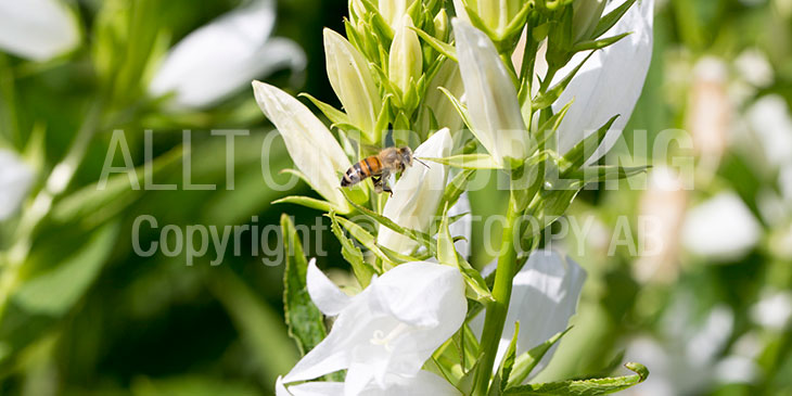Biväxter - Hässleklocka (Campanula latifolia)