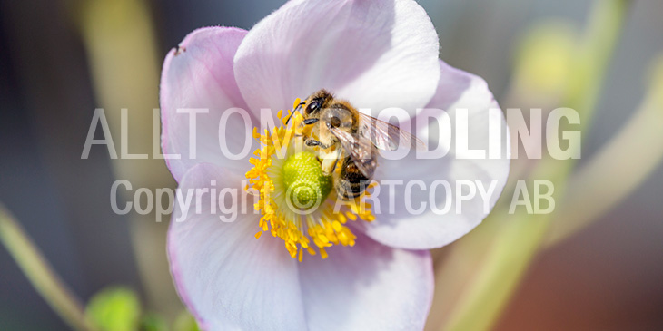 Biväxter - Höstanemon (Anemone hupehensis)