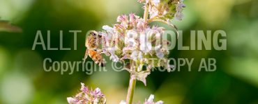 Biväxter - Kattmynta (Nepeta cataria)