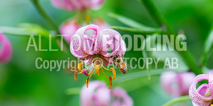 Biväxter - Krollilja (Lilium martagon)