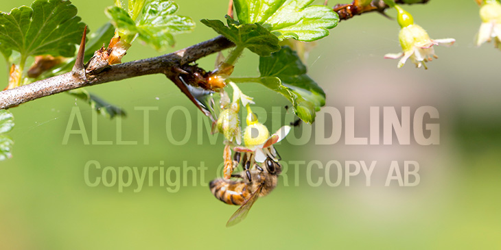 Biväxter - Krusbär (Ribes uva-crispa)