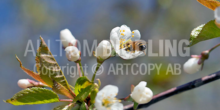 Biväxter - Körsbär (Prunus)