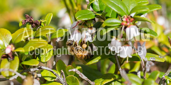 Biväxter - Lingon (Vaccinium vitis-idaea)