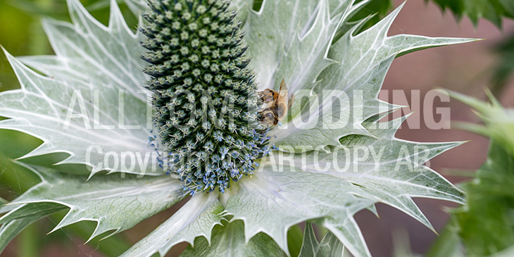 Biväxter - Martornar (Eryngium spp.)