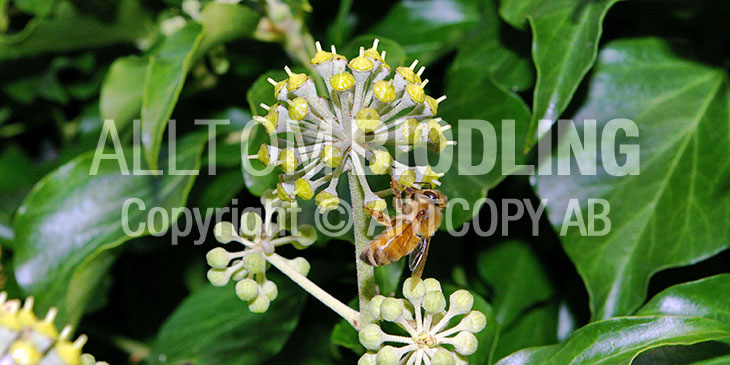 Biväxter - Murgröna (Hedera helix)