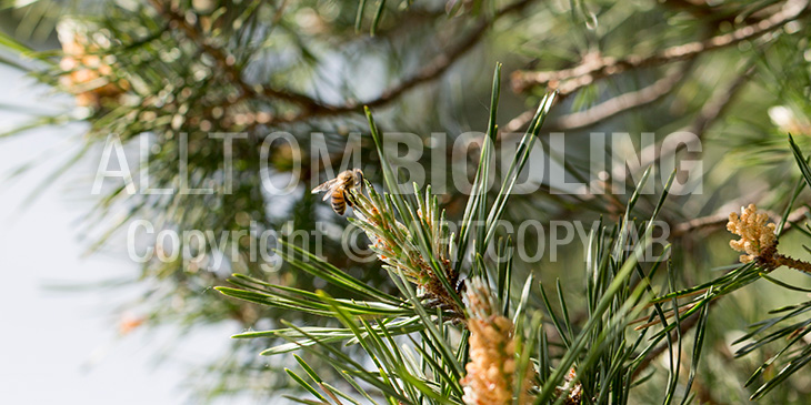Biväxter - Tall (Pinus sylvestris)