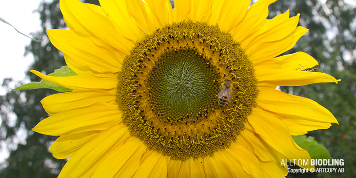 Imidakloprid – skadligt gift för våra bin